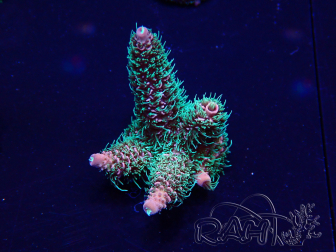 WYSIWYG Acropora Australia acclimatata a LED