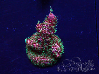 WYSIWYG Acropora 15E7 Mariculture acclimaté led