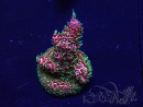 WYSIWYG Acropora 15E7 Mariculture acclimaté led