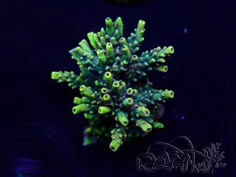 WYSIWYG Acropora 15E9 geacclimatiseerd LED