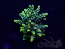 WYSIWYG Acropora 15E9 geacclimatiseerd LED