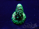 WYSIWYG Acropora Mariculture acclimated LED
