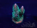 WYSIWYG Acropora Marikultur akklimatisiert LED