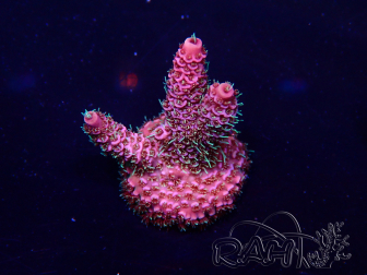 WYSIWYG Acropora 15F2 Mariculture acclimaté led