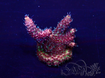WYSIWYG Acropora 15F3 Mariculture acclimaté led