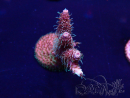 WYSIWYG Acropora akklimatisiert LED