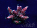 WYSIWYG Acropora geacclimatiseerd LED
