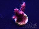 WYSIWYG Acropora 15F6 Mariculture acclimaté led