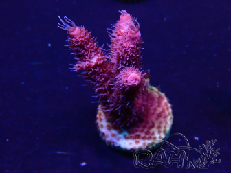 WYSIWYG Acropora 15F7 Mariculture acclimaté led