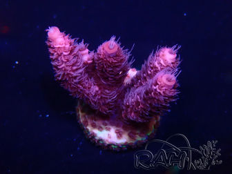 WYSIWYG Acropora Mariculture acclimaté led