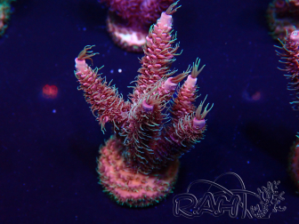 WYSIWYG Acropora Mariculture acclimaté led