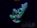 WYSIWYG Acropora Marikultur akklimatisiert LED