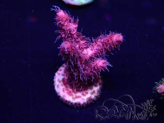 WYSIWYG Acropora Maricoltura acclimatata a LED