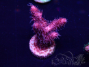 WYSIWYG Acropora Mariculture acclimated LED