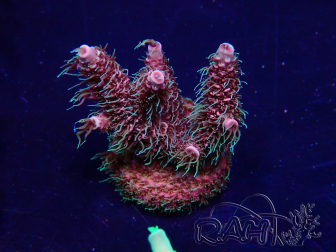 WYSIWYG Acropora Marikultur akklimatisiert LED