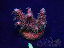 WYSIWYG Acropora 15F12 Mariculture acclimaté led
