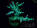 WYSIWYG Acropora acclimatata a LED