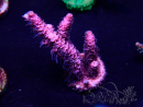 WYSIWYG Acropora 15G2 Mariculture acclimaté led