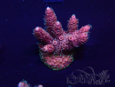 WYSIWYG Acropora 15G3 Australia acclimatata a LED