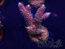 WYSIWYG Acropora acclimatata a LED