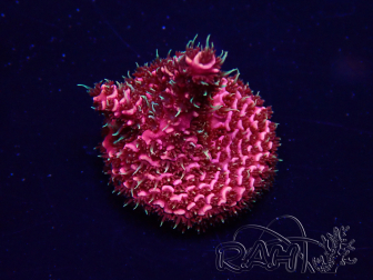 WYSIWYG Acropora acclimatato LED