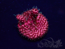 WYSIWYG Acropora acclimatato LED
