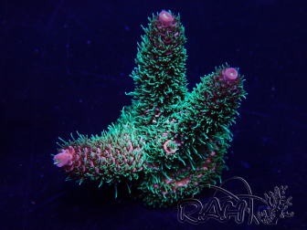 WYSIWYG Acropora akklimatisiert LED
