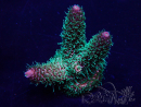 WYSIWYG Acropora akklimatisiert LED