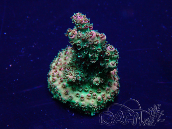 WYSIWYG Acropora Marikultur akklimatisiert LED