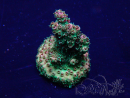 WYSIWYG Acropora 15G7 Mariculture acclimated LED