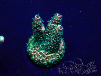 WYSIWYG Acropora 15G8 Mariculture acclimaté led