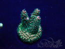 WYSIWYG Acropora 15G8 Mariculture acclimaté led