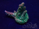 WYSIWYG Acropora 15G10 Mariculture acclimaté led