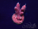 WYSIWYG Acropora Mariculture acclimated LED