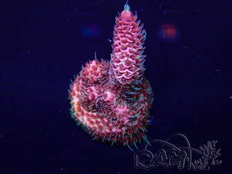 WYSIWYG Acropora 15G12 Mariculture acclimaté led