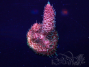 WYSIWYG Acropora Maricoltura acclimatata a LED
