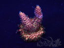 WYSIWYG Acropora Maricultura aclimatada LED