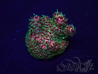 WYSIWYG Acropora Maricultuur geacclimatiseerd LED