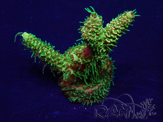 WYSIWYG Acropora Marikultur akklimatisiert LED