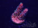 WYSIWYG Acropora Marikultur akklimatisiert LED