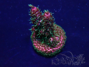 WYSIWYG Acropora 15H9 Maricoltura acclimatata a LED