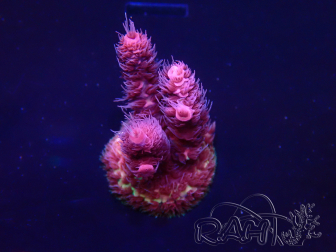 WYSIWYG Acropora Maricultura aclimatada LED