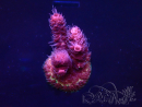 WYSIWYG Acropora 15H11 Mariculture acclimaté led