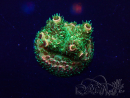 WYSIWYG Acropora Maricultuur geacclimatiseerd LED