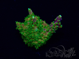 WYSIWYG Acropora Mariculture acclimaté led
