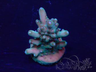 WYSIWYG Acropora Marikultur akklimatisiert LED