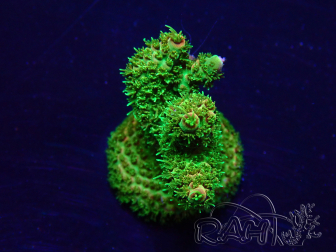 WYSIWYG Acropora Mariculture acclimaté led