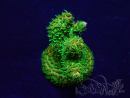 WYSIWYG Acropora Mariculture acclimaté led
