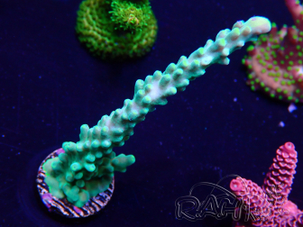 WYSIWYG Acropora 15I7 Mariculture acclimaté led