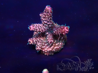 WYSIWYG Acropora Mariculture acclimaté led